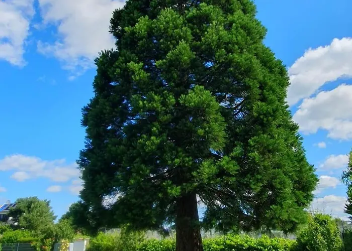 Moderne Mit Orientalischem Flair Und Top-lage Naeher Bonn Apartment *